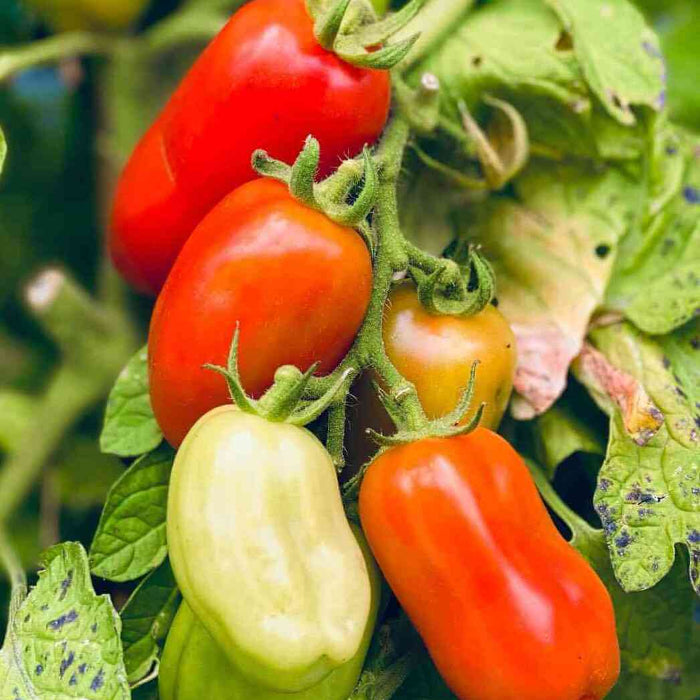 San Marzano tomato seeds - Vegetable Plant