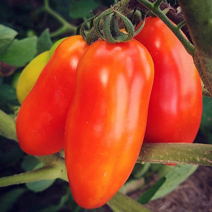 San Marzano tomato seeds - Vegetable Plant
