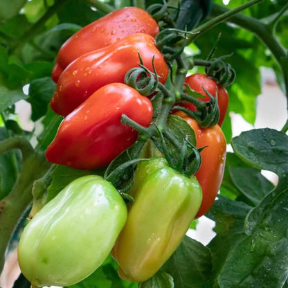 San Marzano tomato seeds - Vegetable Plant