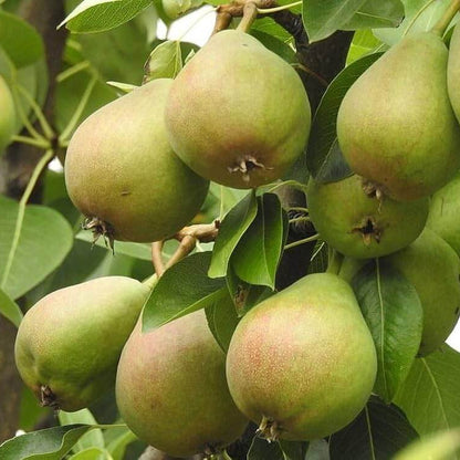 Sand Pear Seeds 