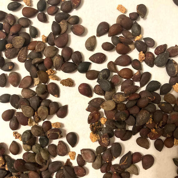 Sand Pear Seeds 