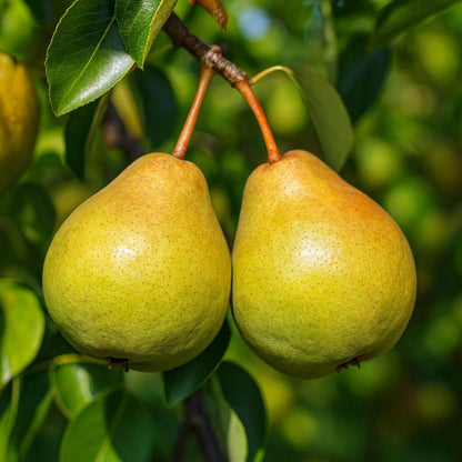 Sand Pear Seeds 