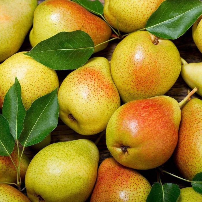 Sand Pear Seeds 
