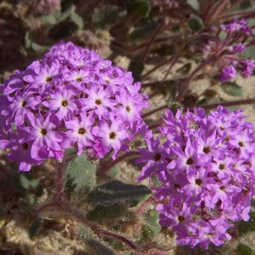 Sand Verbena Seeds - Heirloom Flower Plant for Home Gardens