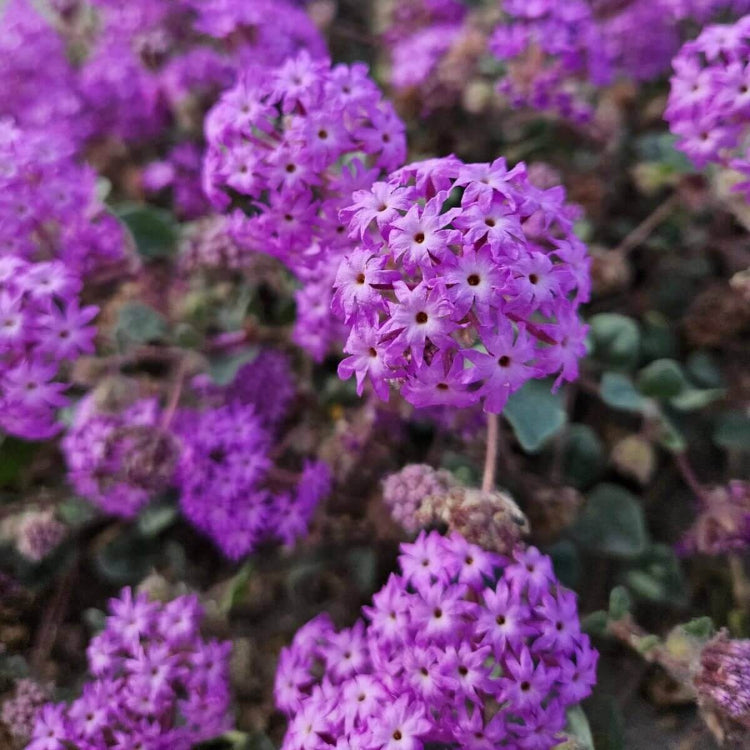 Sand Verbena Seeds - Heirloom Flower Plant for Home Gardens