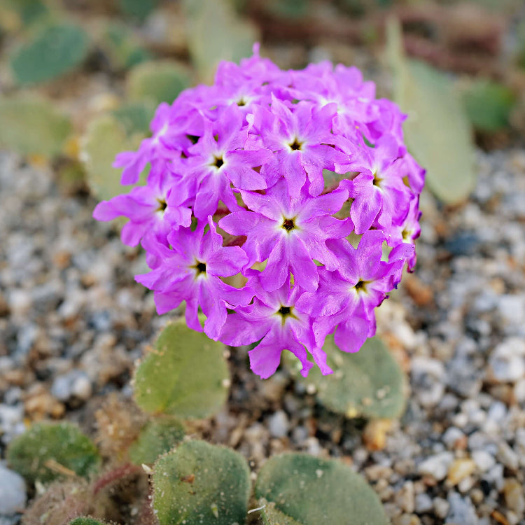 Sand Verbena Seeds - Heirloom Flower Plant for Home Gardens