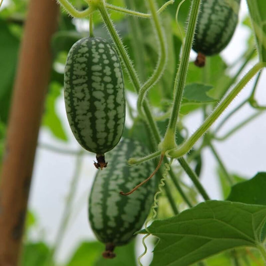 Sandita Seeds