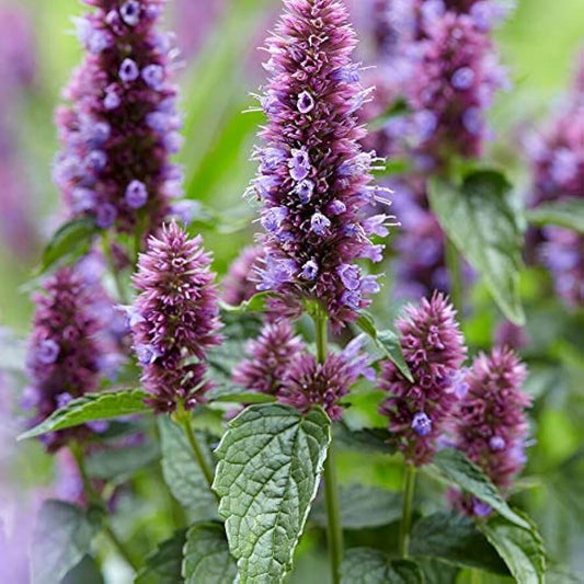 Sangria Mexican Giant Hyssop Seeds - Herbal Plant