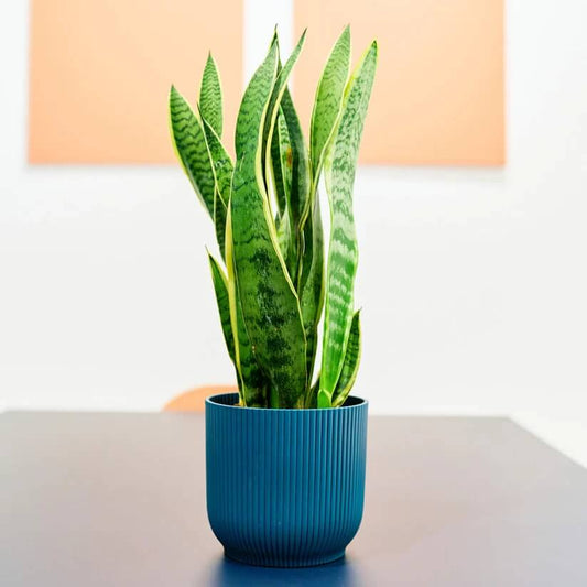 Sansevieria  Seeds