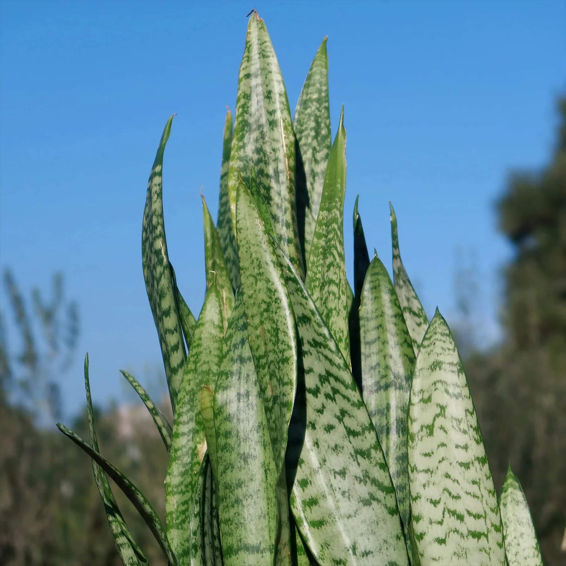 Sansevieria  Seeds