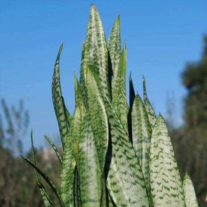 Sansevieria  Seeds