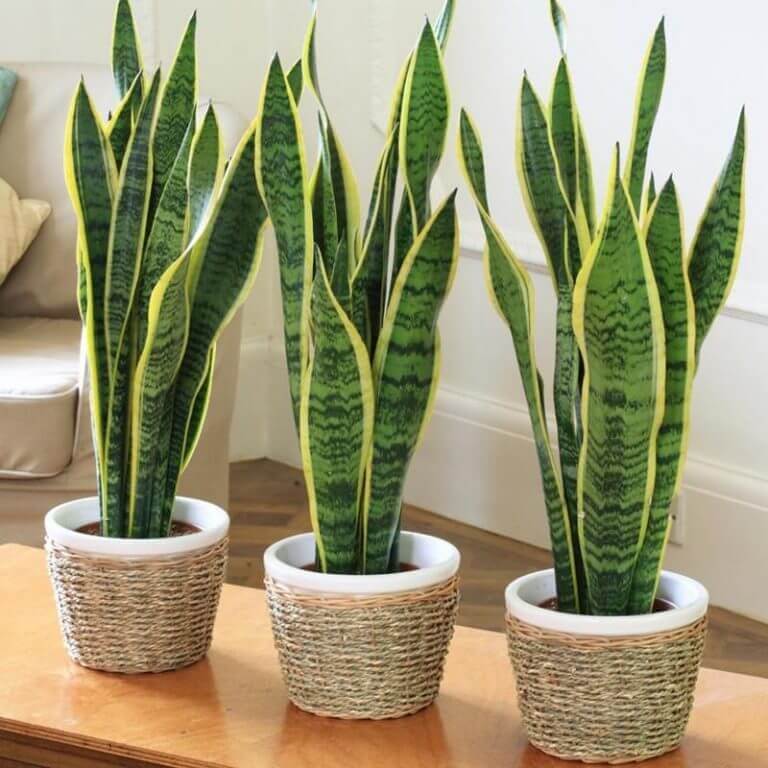 Sansevieria  Seeds
