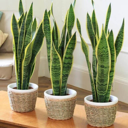 Sansevieria  Seeds