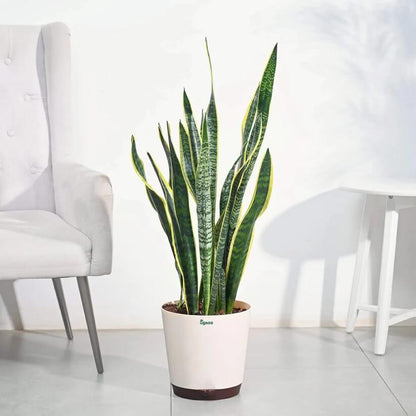 Sansevieria  Seeds