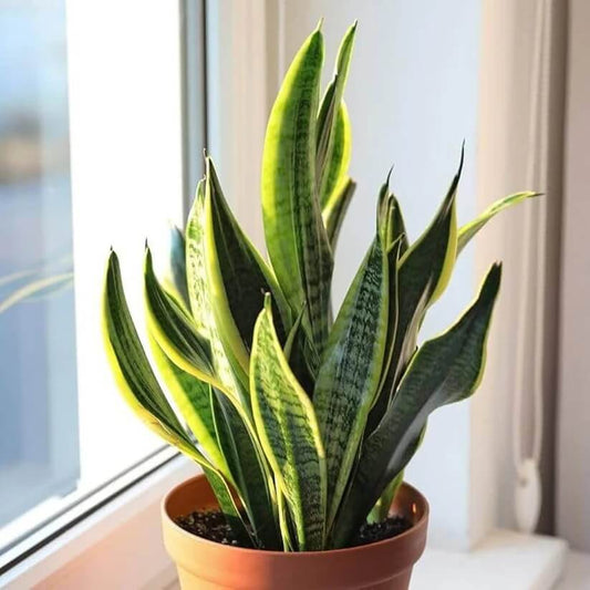Sansevieria Trifasciata Seeds
