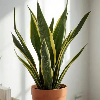 Sansevieria Trifasciata Seeds