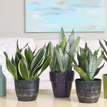 Sansevieria Trifasciata Seeds