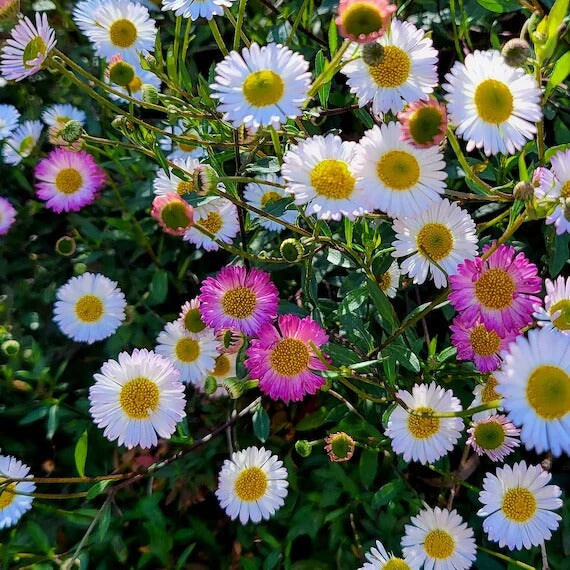 Santa Barbara Daisy Seeds - Flower Plant