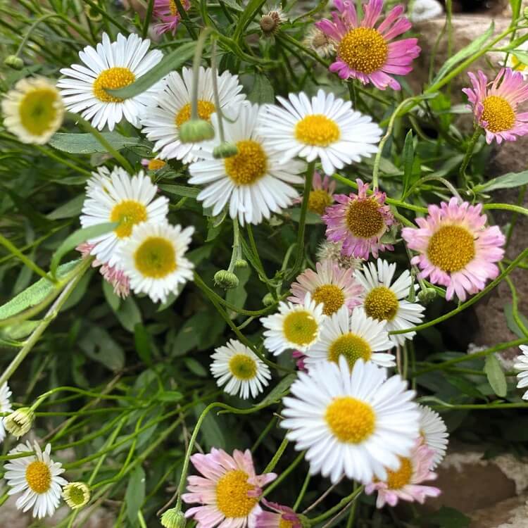 Santa Barbara Daisy Seeds - Flower Plant