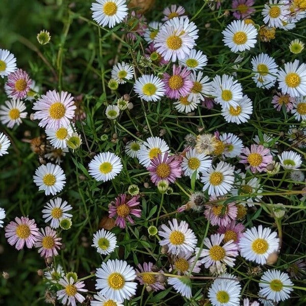 Santa Barbara Daisy Seeds - Flower Plant