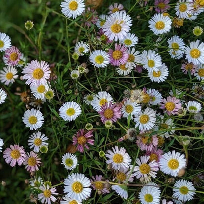 Santa Barbara Daisy Seeds - Flower Plant