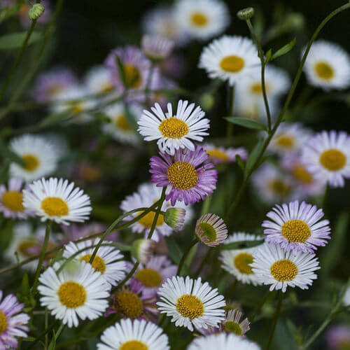 Santa Barbara Daisy Seeds - Flower Plant