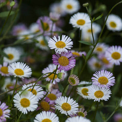 Santa Barbara Daisy Seeds - Flower Plant