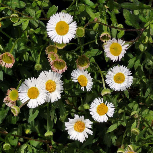 Santa Barbara Daisy Seeds - Flower Plant