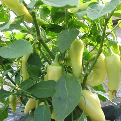 Santa Fe Grande Pepper Seeds  - Vegetable Plant