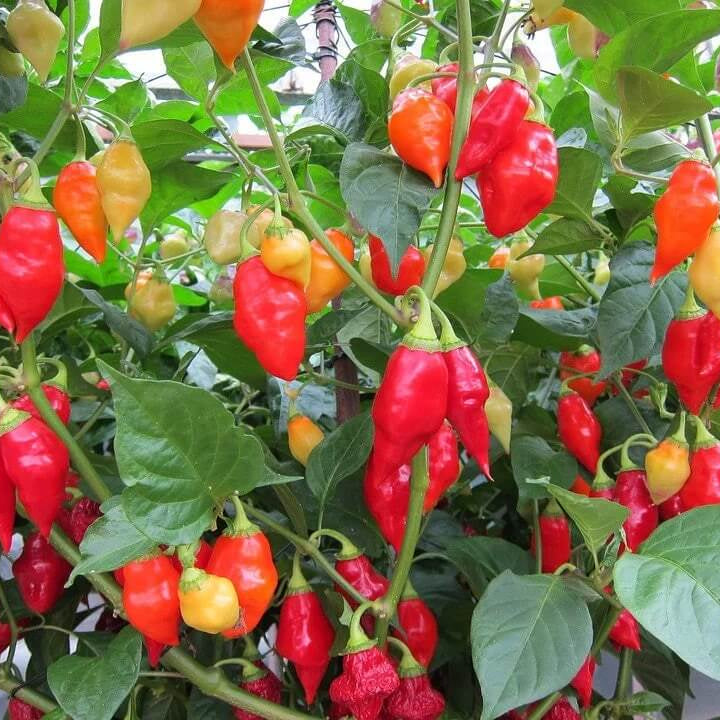 Santa Fe Grande Pepper Seeds  - Vegetable Plant