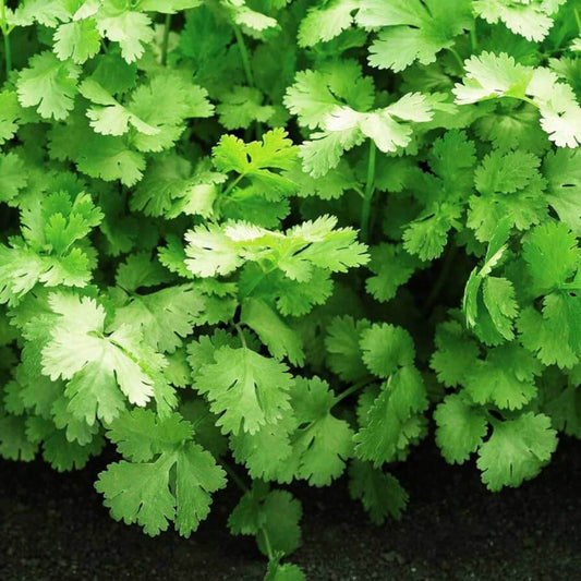 Santo Cilantro Seeds - Herbal Plant