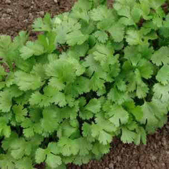 Santo Cilantro Seeds - Herbal Plant