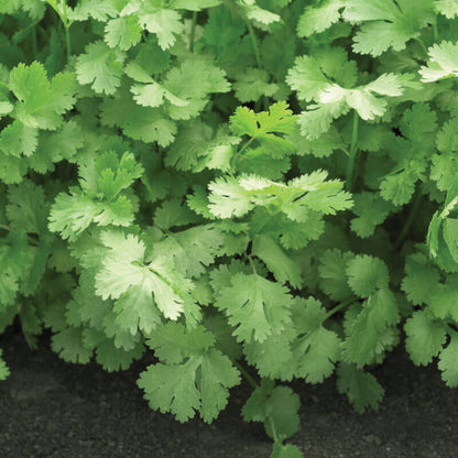 Santo Cilantro Seeds - Herbal Plant