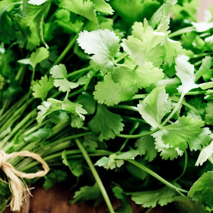 Santo cilantro seeds - Vegetable Plant
