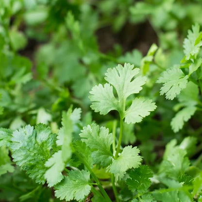 Santo cilantro seeds - Vegetable Plant