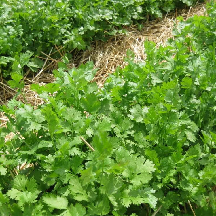 Santo cilantro seeds - Vegetable Plant
