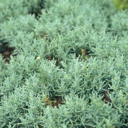 Santolina Seeds - Heirloom Herbal Plant for Home Gardens