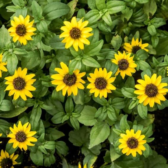 Sanvitalia Seeds - Flower Plant for Home Gardens