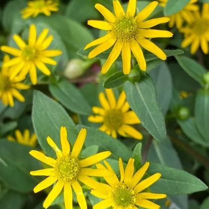 Sanvitalia Seeds - Flower Plant for Home Gardens