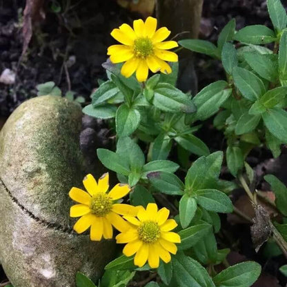Sanvitalia Seeds - Flower Plant for Home Gardens