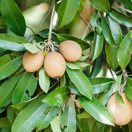 Sapodilla Seeds - Fruit Plant for Home Gardens
