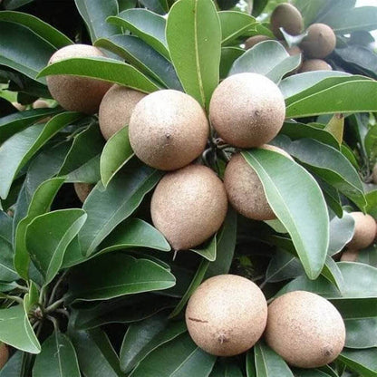 Sapodilla Seeds - Fruit Plant for Home Gardens
