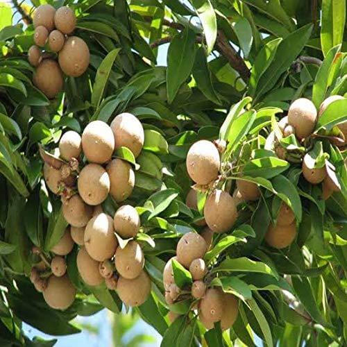 Sapodilla Seeds - Fruit Plant for Home Gardens