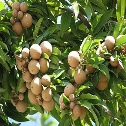 Sapodilla Seeds - Fruit Plant for Home Gardens