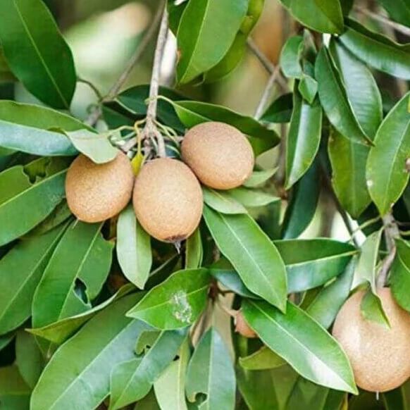 Sapote Seeds