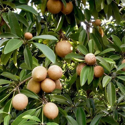 Sapote Seeds