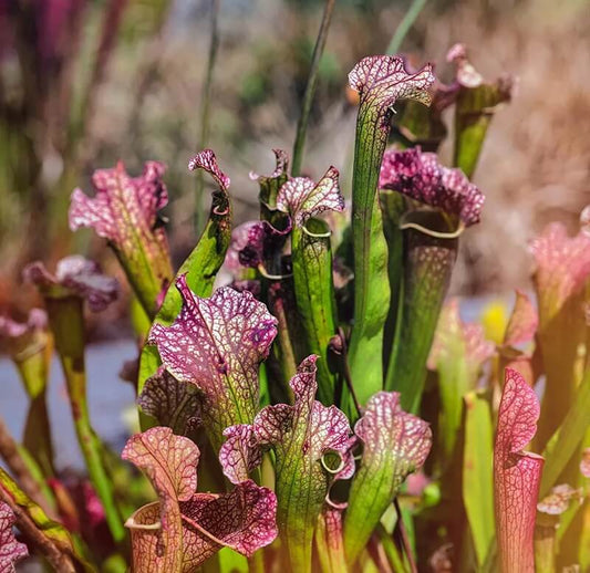 Sarracenia Hooded Pitcher Plant Seeds 