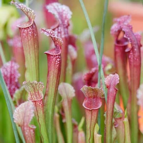 Sarracenia Leucophylla Pink Pitcher Plant Seeds 