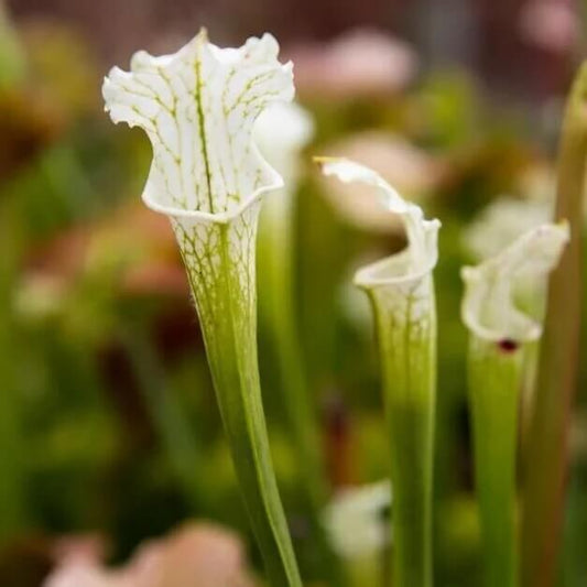 Sarracenia Leucophylla White Topped Pitcher Plant Seeds 