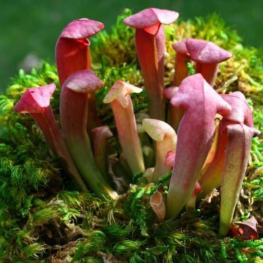 Sarracenia Mix Seeds